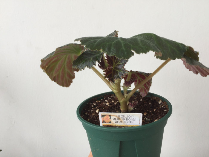 꽃베고니아 - Wax Begonias, Begonia semperflorens