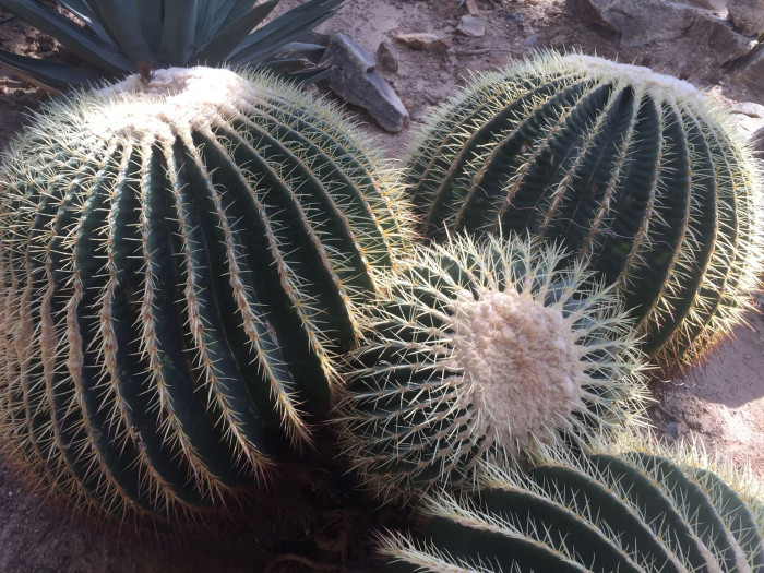 금호 - Golden Barrel, Echinocactus grusonii