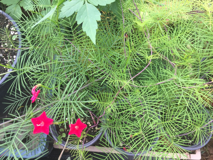 유홍초 - Cypress Vine, Quamoclit pennata (Desr.) Bojer