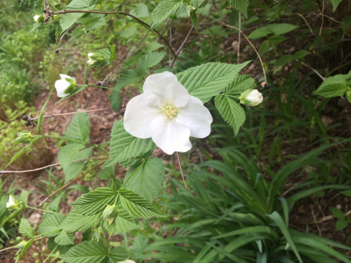 병아리꽃나무 - Rhodotypos scandens 