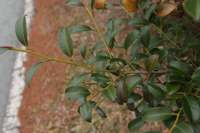 비쭈기나무 - Cleyera japonica Thunb.