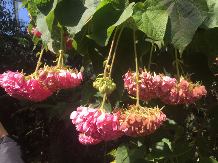 열대수국 - Pink ball tree, Dombeya wallichii