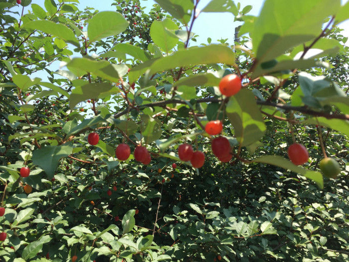 보리수나무 - Littleleaf linden tree, Elaeagnus umbellata Thunb.