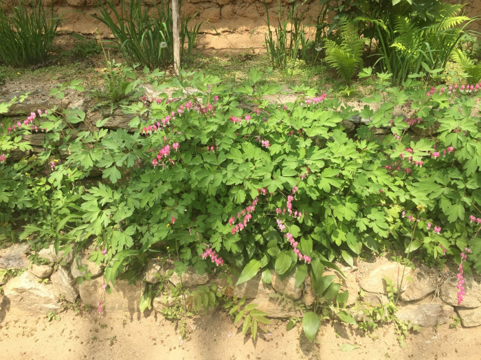 금낭화 - Dicentra spectabilis