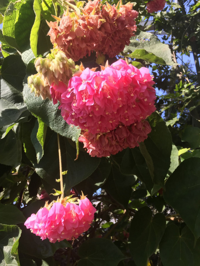 열대수국 - Pink ball tree, Dombeya wallichii