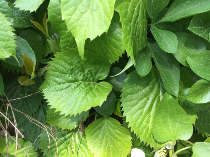 바위수국 - Schizophragma hydrangeoides Siebold & Zucc.