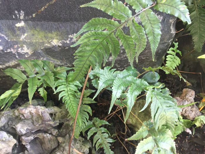 개톱날고사리 - Athyrium sheareri (Baker) Ching