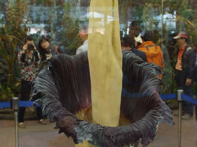 시체꽃 사진 - Amorphophallus Titanum Photos