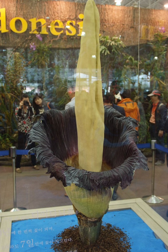 시체꽃 - Titan arum, Amorphophallus Titanum