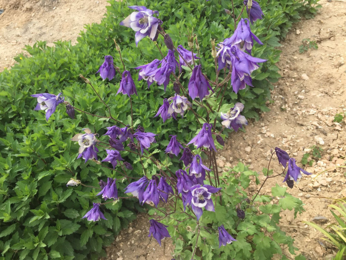 매발톱 - columbine, Aquilegia buergeriana Siebold & Zucc. var. oxysepala (Trautv. & C. A. Mey.) Kitam.