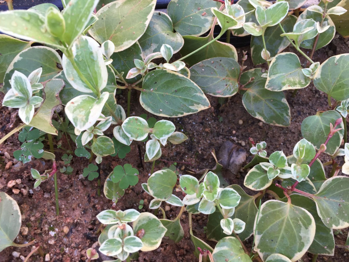 금맥무늬빈카 - Vinca major Periwinkle