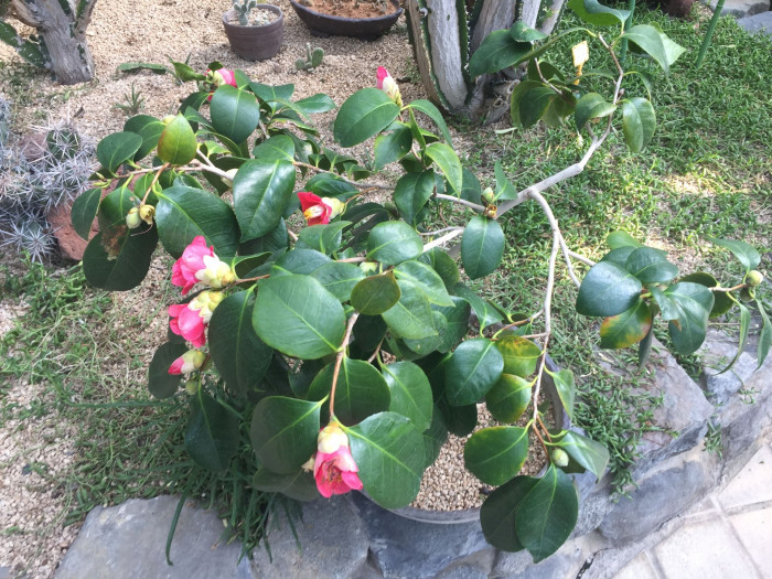 동백나무 - Camellia japonica L.
