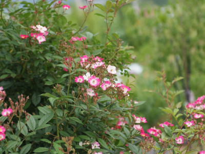 덩굴장미 사진 - Rosa multiflora Thunb. var. platyphylla Thory Photos