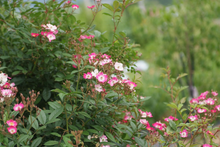 찔레꽃 - Rosa multiflora, Rosa multiflora Thunb. var. multiflora