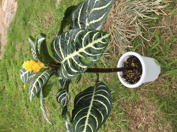 아펠란드라 - Aphelandra squarrosa