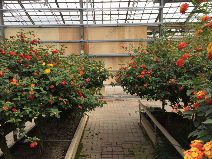 란타나 - Spanish Flag, West Indian Lantana, Lantana camara