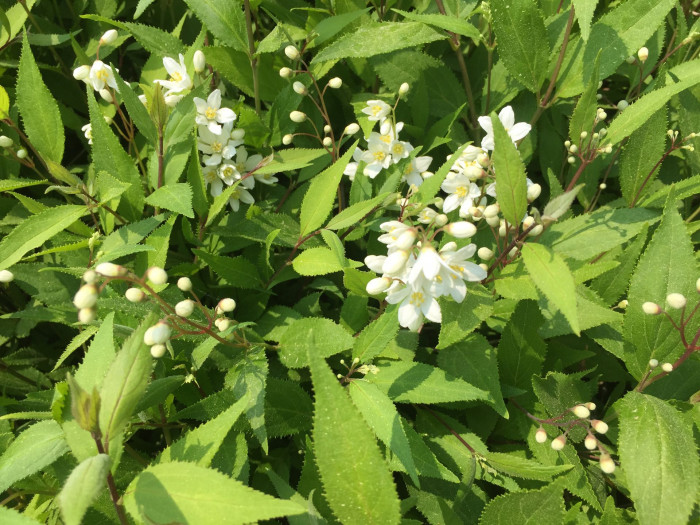 말발도리 - ?, Deutzia parviflora Bunge