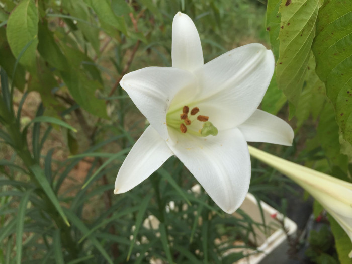 대만나리 - Formosa lily, Taiwanese lily, Lilium formosanum