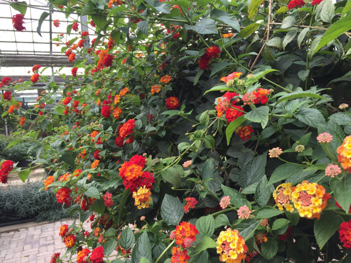 란타나 - Spanish Flag, West Indian Lantana, Lantana camara