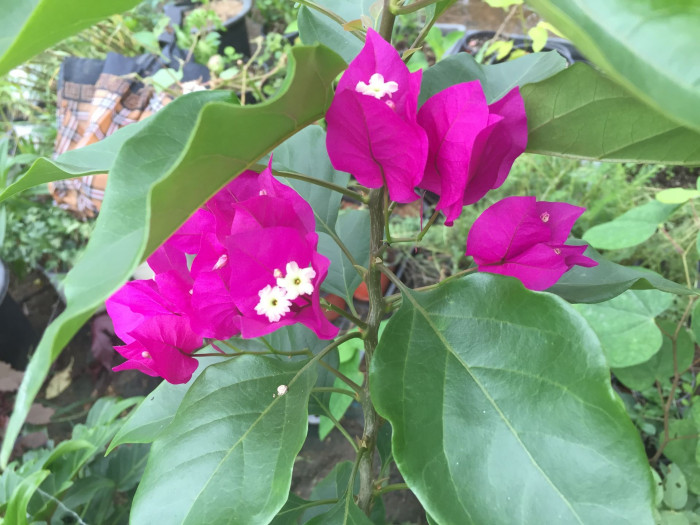 부겐베리아 - paper flower, Bougainvillea glabra