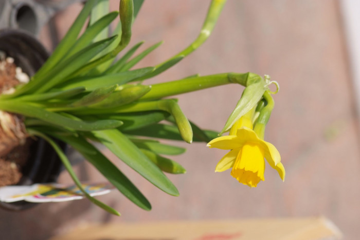 수선화 - daffodil, Narcissus tazetta var. chinensis