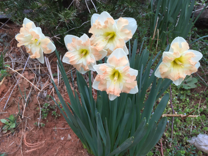 수선화 - daffodil, Narcissus tazetta var. chinensis