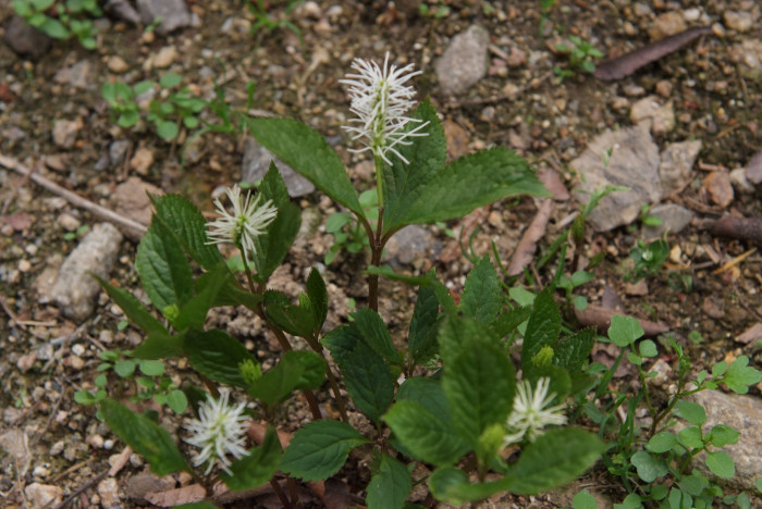 홀아비꽃대 - Chloranthus japonicus