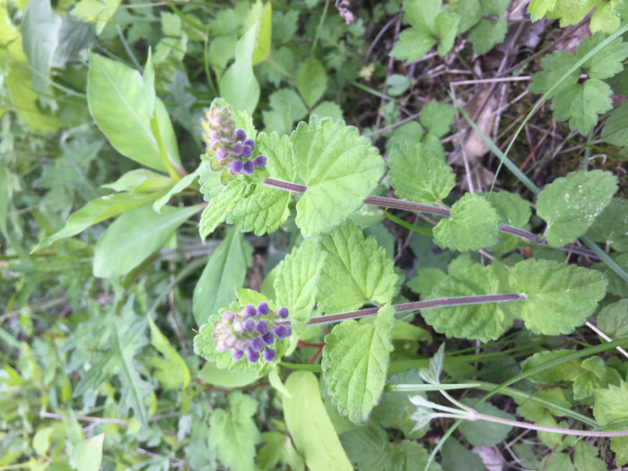 골무꽃 - Scutellaria indica L.