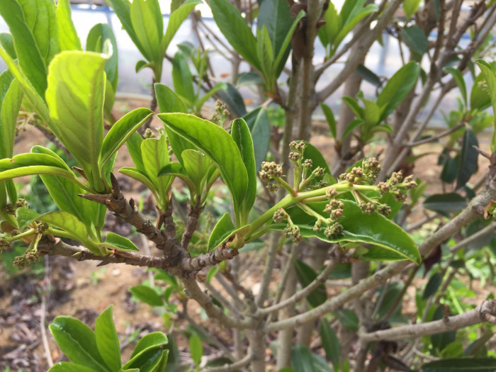 아왜나무 - Japanese Viburnum, Viburnum odoratissimum Ker Gawl. var. awabuki (K. Koch) Zabel ex Rumpler