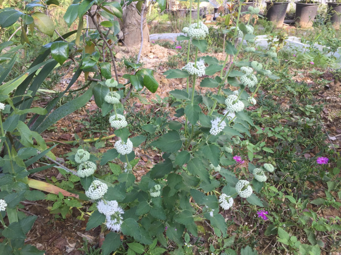 층층이꽃 - Clinopodium chinense (Benth.) Kuntze