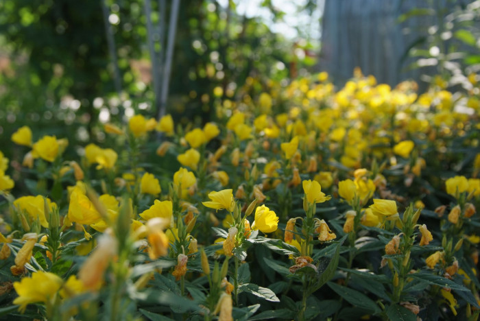 황금낮달맞이 - Miscible, Oenothera fruticosa