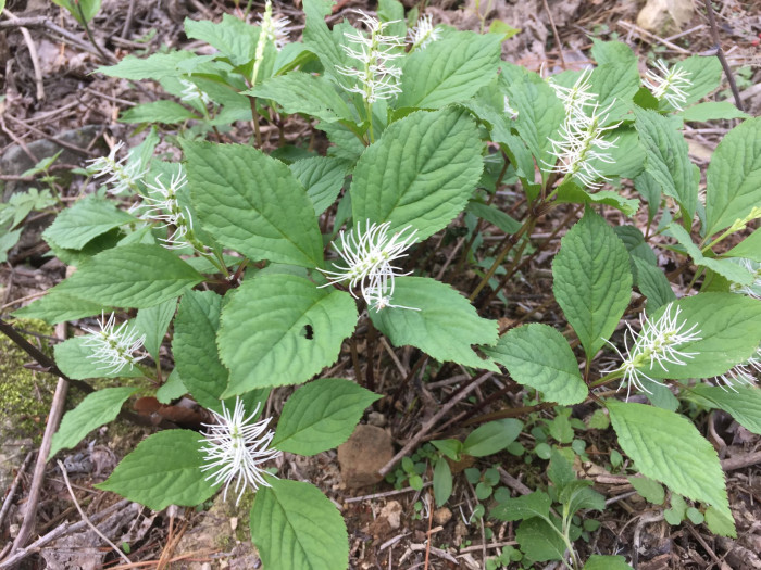 홀아비꽃대 - Chloranthus japonicus