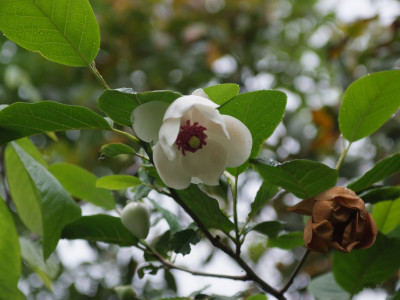 함박꽃나무 사진 - Magnolia sieboldii K.Koch Photos