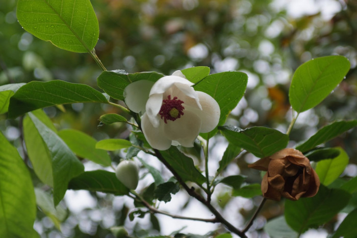 함박꽃나무 - Magnolia sieboldii K.Koch