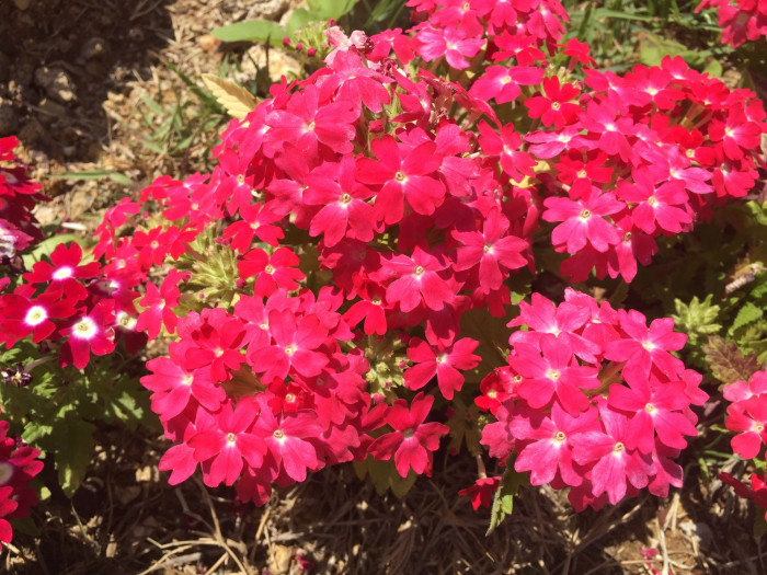 버베나 - Verbena, Garden verbena, Verbena hybrida