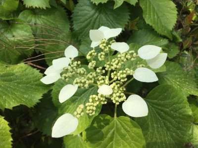바위수국 사진 - Schizophragma hydrangeoides Siebold & Zucc. Photos