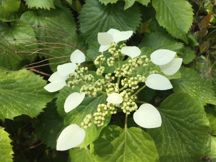바위수국 - Schizophragma hydrangeoides Siebold & Zucc.