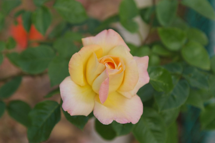 장미 - Rose, Rosa hybrida