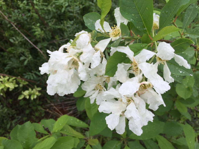 귀룽나무 - Prunus padus L. for. padus