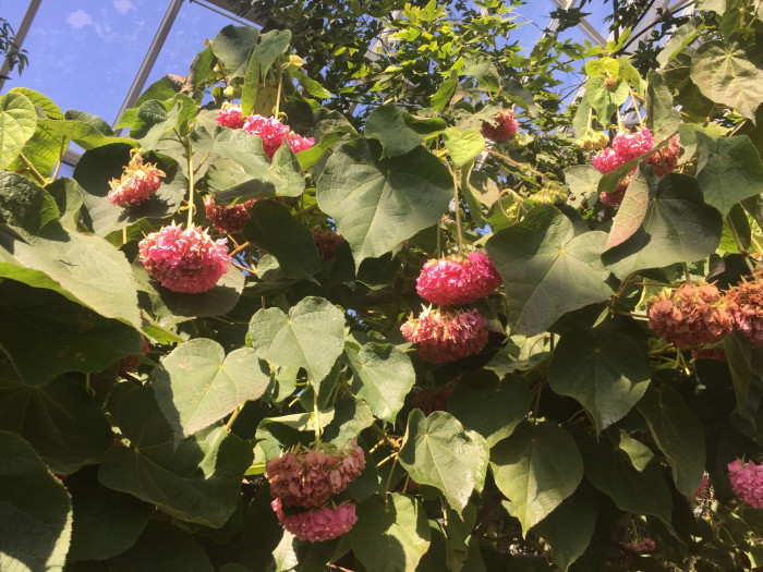 열대수국 - Pink ball tree, Dombeya wallichii