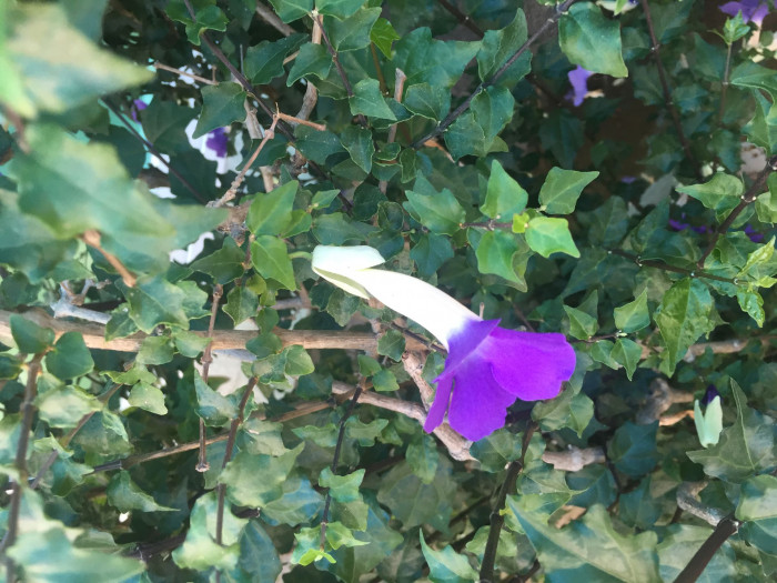툰베르기아 - Kings mantle, Thunbergia erecta