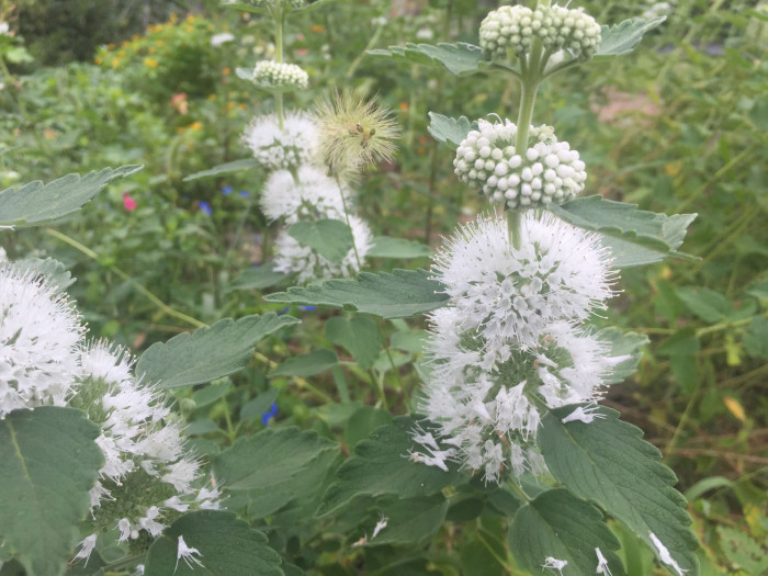 층꽃나무 - Bluebeard, Caryopteris incana (Thunb.) Miq.