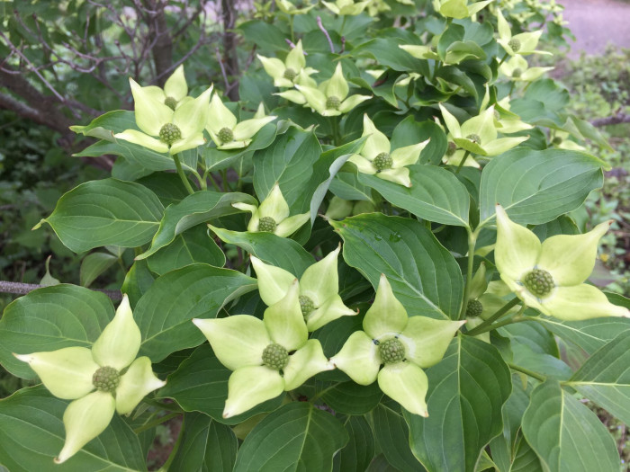 산딸나무 - Cornus , Cornus kousa