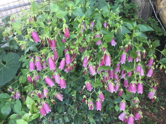 섬초롱꽃 - Campanula takesimana
