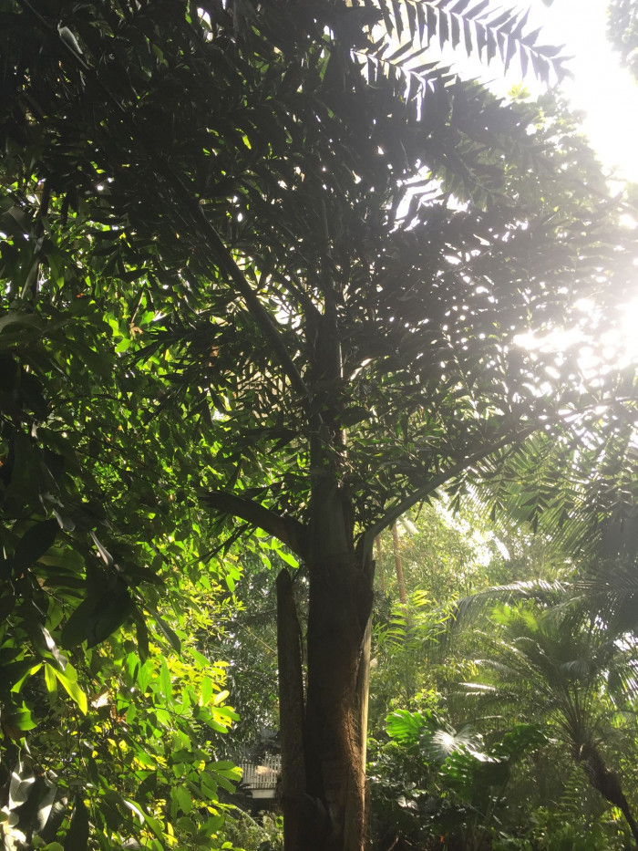 카요타 바코네시스 - Bac Son Fishtail Palm, Caryota bacsonesis