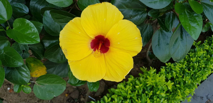 하와이무궁화 - hawaiian hibiscus, Hibiscus rosa-sinesis L.