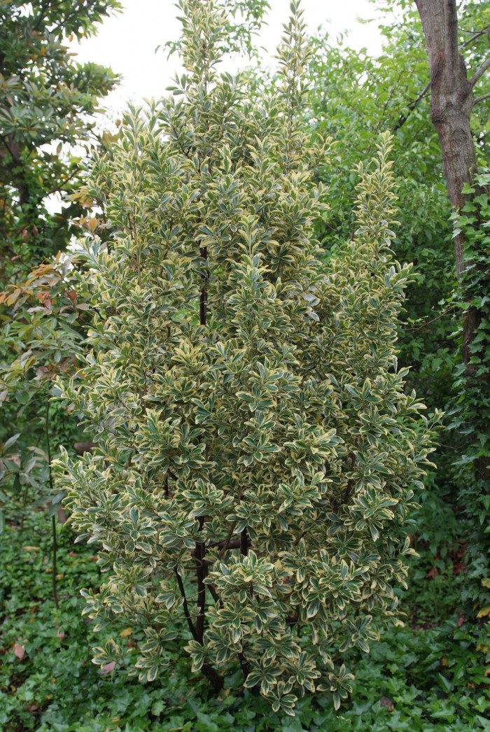 사철나무 - Japanese Spindle, Euonymus japonicus Thunb.