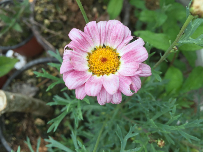 목마가렛 - Chrysanthemum frutescens