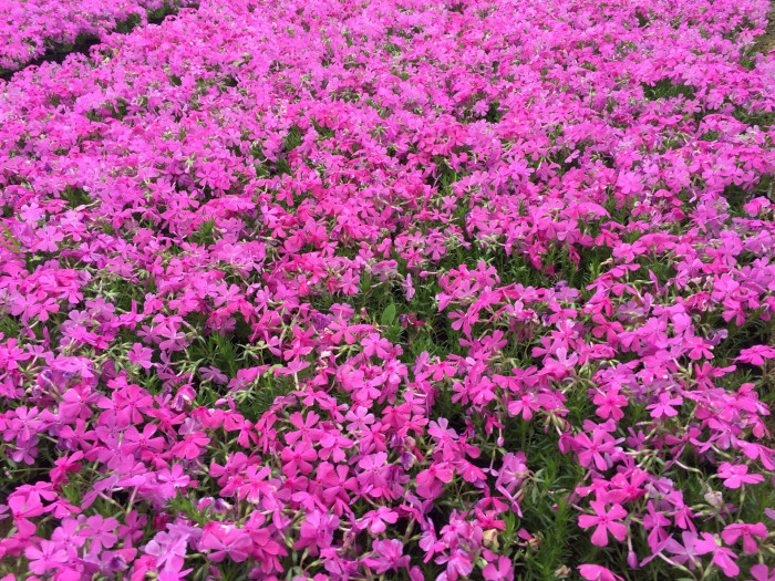 지면패랭이꽃 - Phlox subulata L.