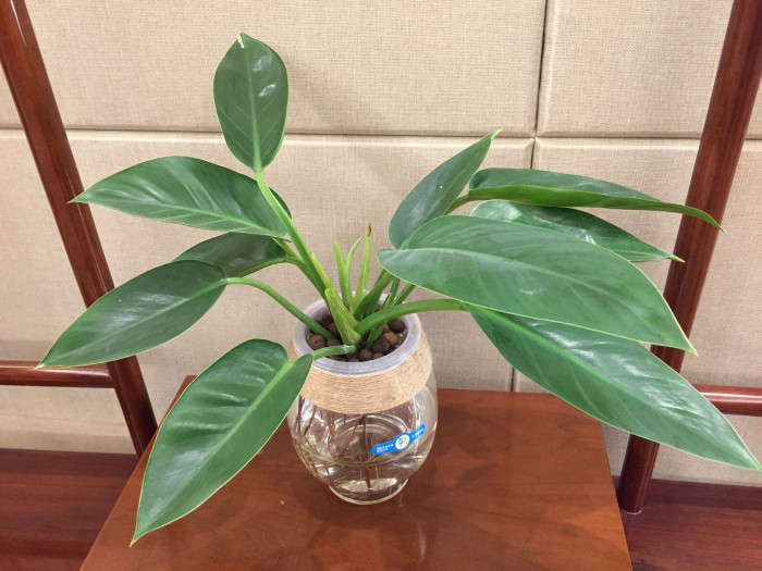 문라이트 - Moonlight Philodendron, Philodendron Moonlight